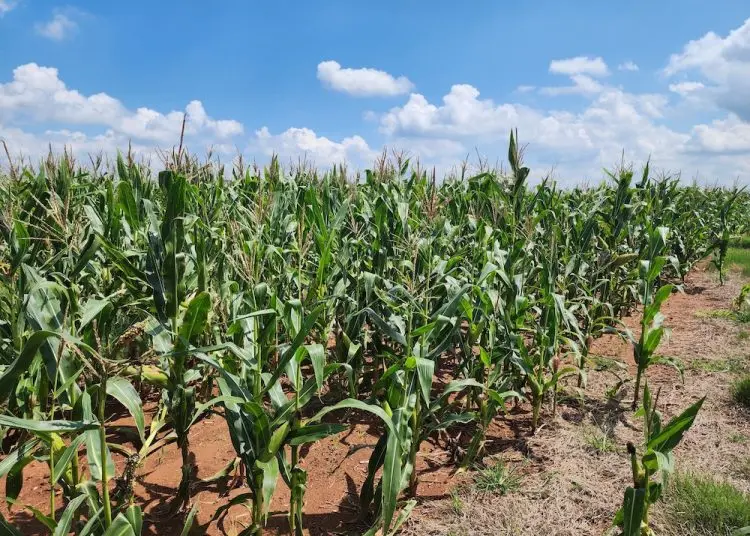Making the Invisible Enemy Visible: AI Transforms Africa’s Fight Against Deadly Maize Toxin